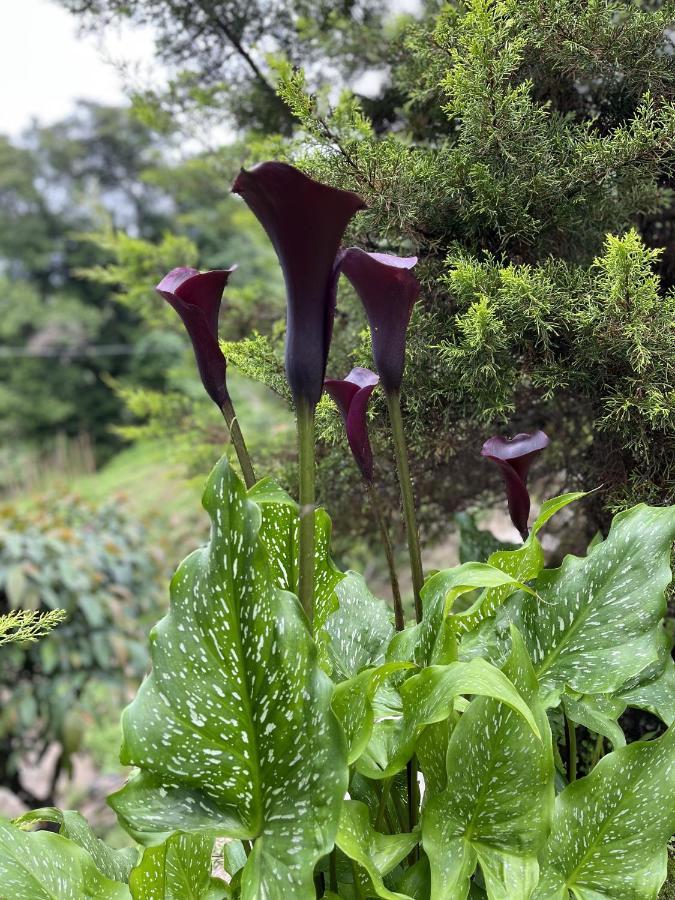 The Nettle And Fern Farmstay Pelling Bagian luar foto